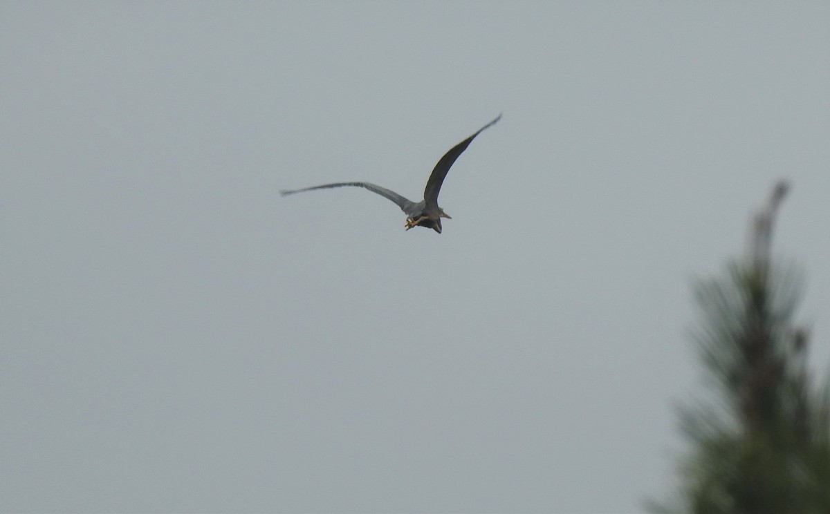 Зээрд дэглий - ML324840101