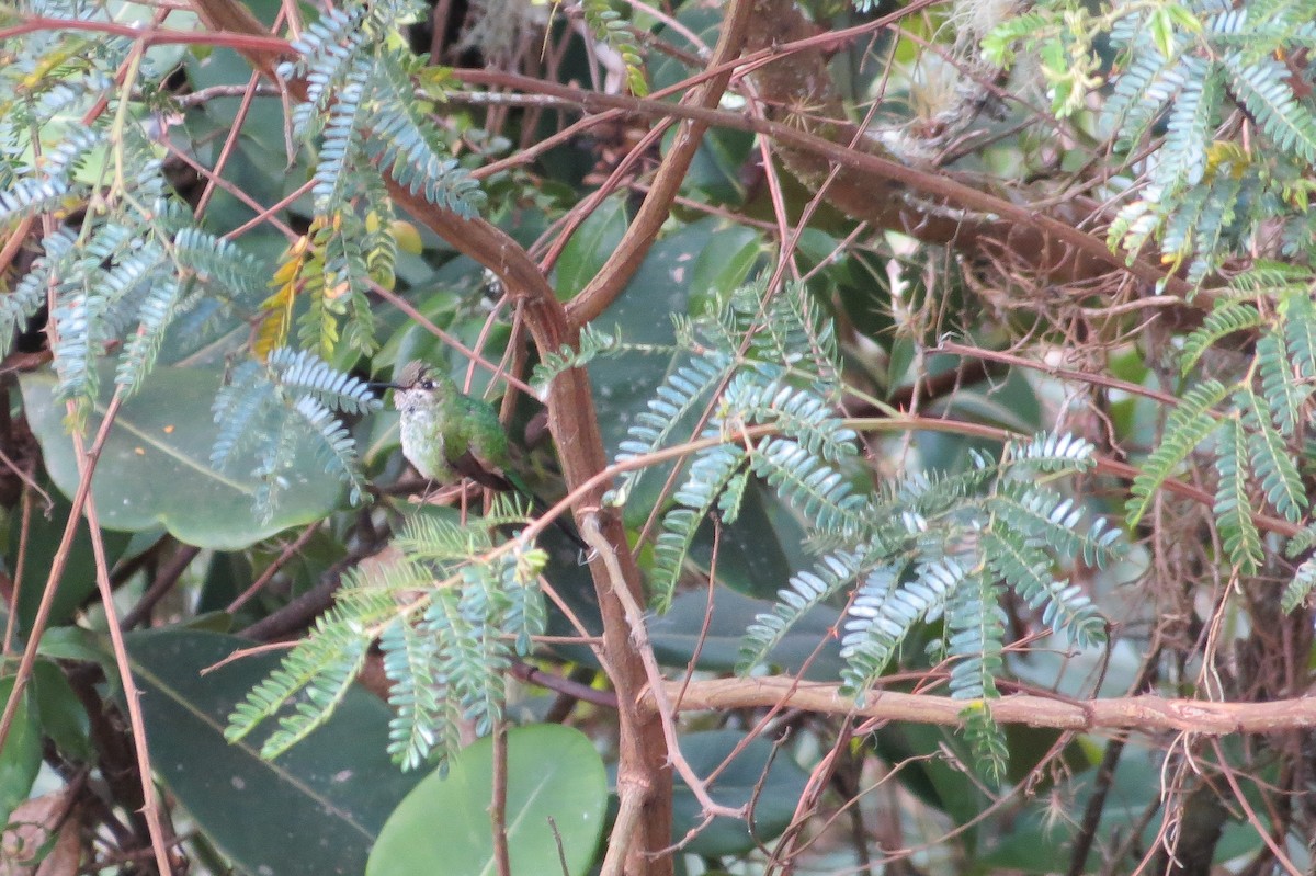 Green-tailed Trainbearer - ML32484201