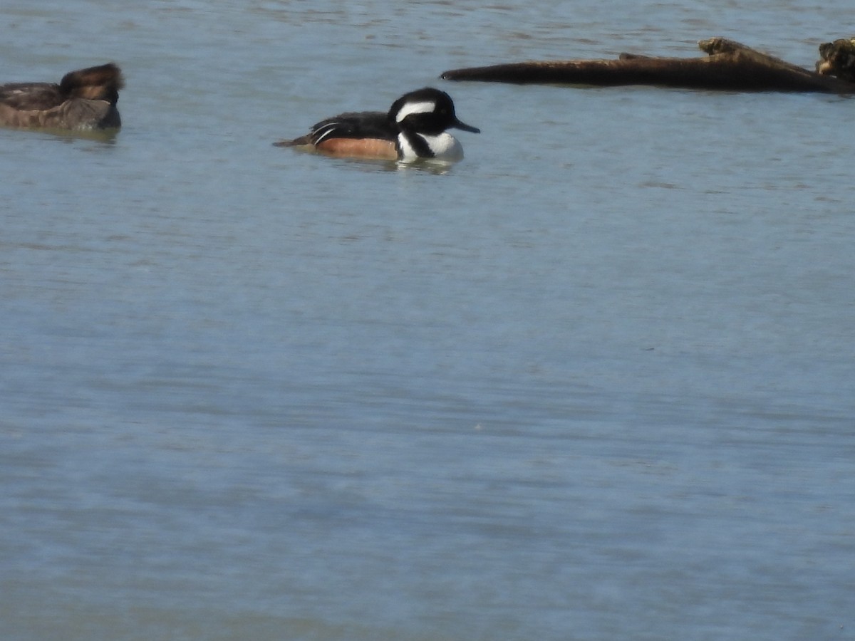 Hooded Merganser - Marc Boudreau