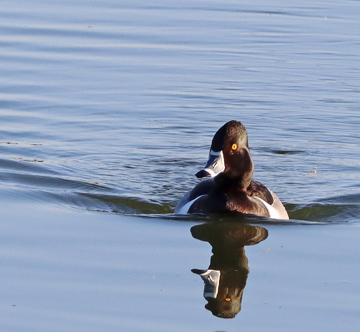 Ring-necked Duck - ML324842621