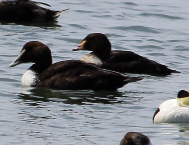 King Eider - Michael Bochnik