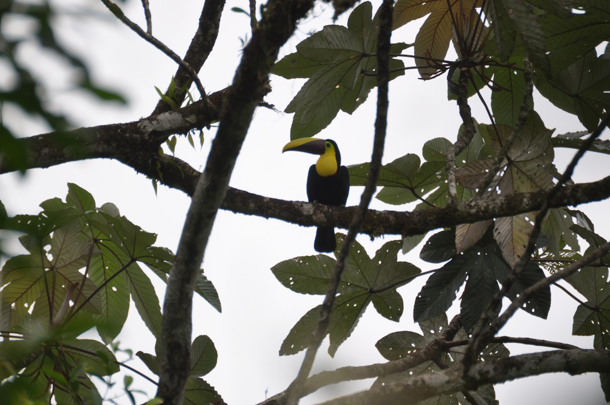 Yellow-throated Toucan (Chestnut-mandibled) - ML32484601