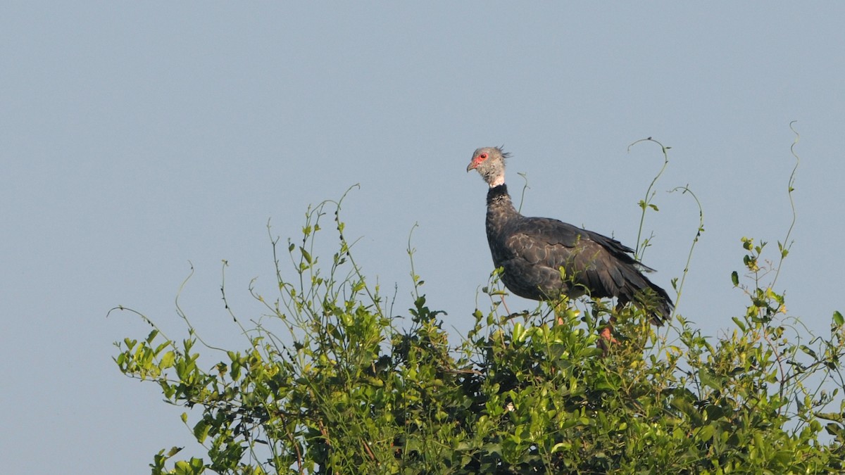 Southern Screamer - ML324847111