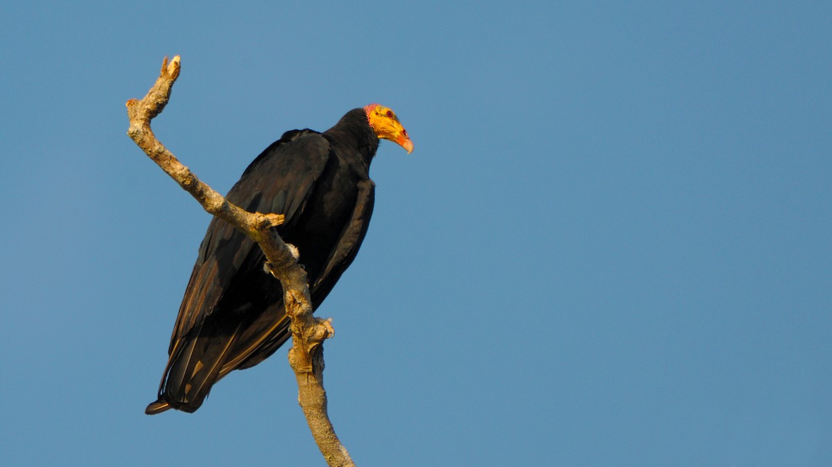 Greater Yellow-headed Vulture - James Livaudais