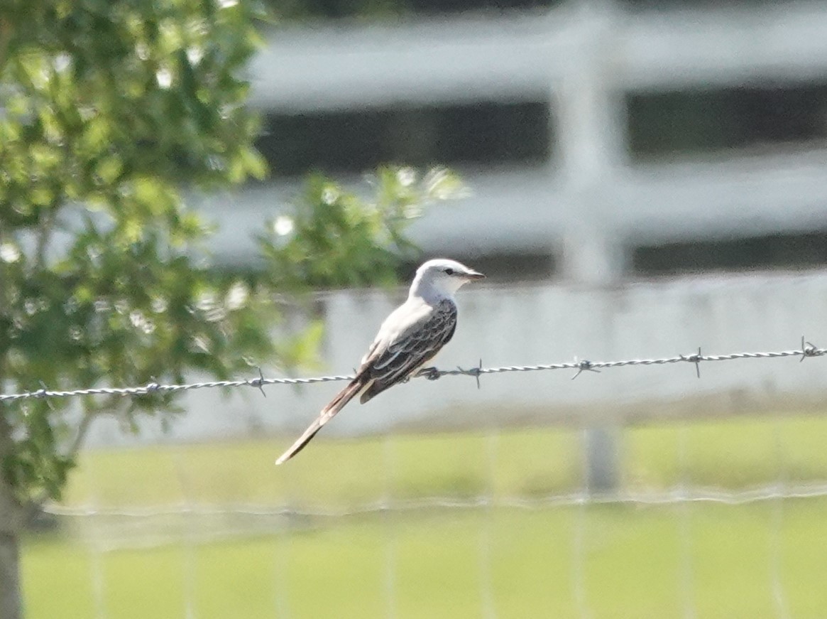 Scissor-tailed Flycatcher - ML324849501