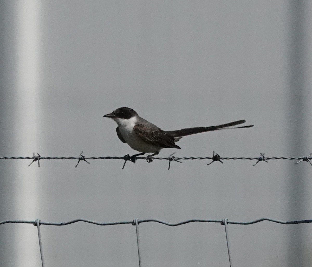 Fork-tailed Flycatcher - ML324849551