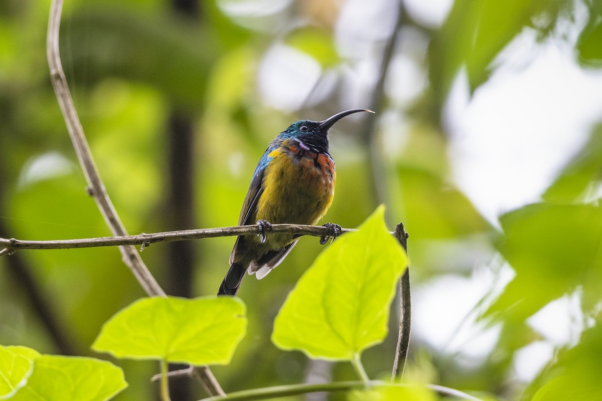 Orangebauch-Nektarvogel - ML324850351