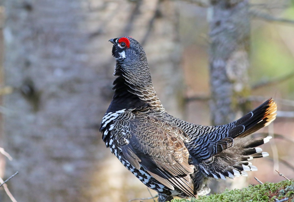 Spruce Grouse - ML324850461