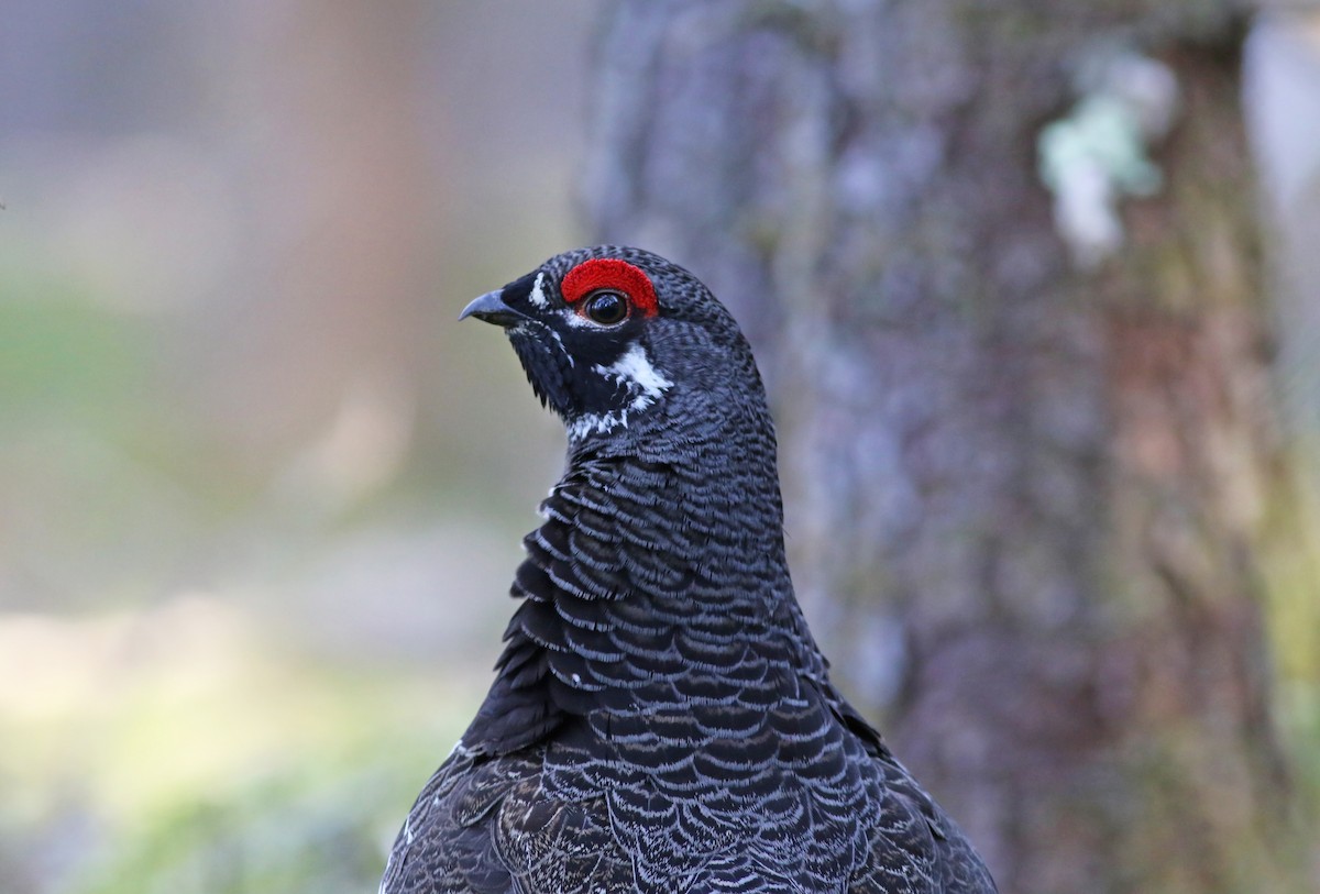Spruce Grouse - ML324850591