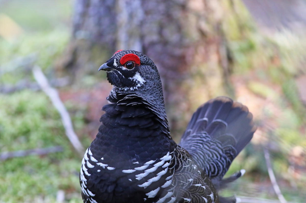 Spruce Grouse - ML324850651