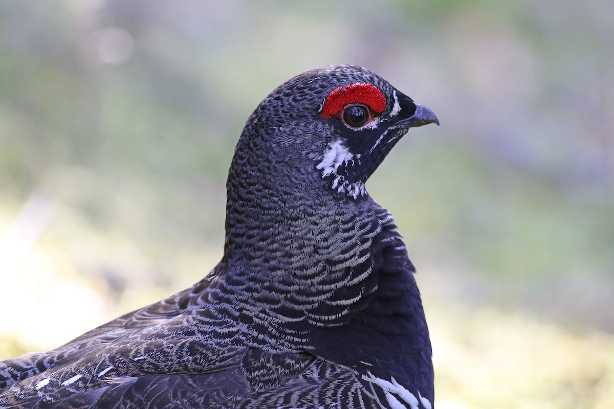Spruce Grouse - ML324850701