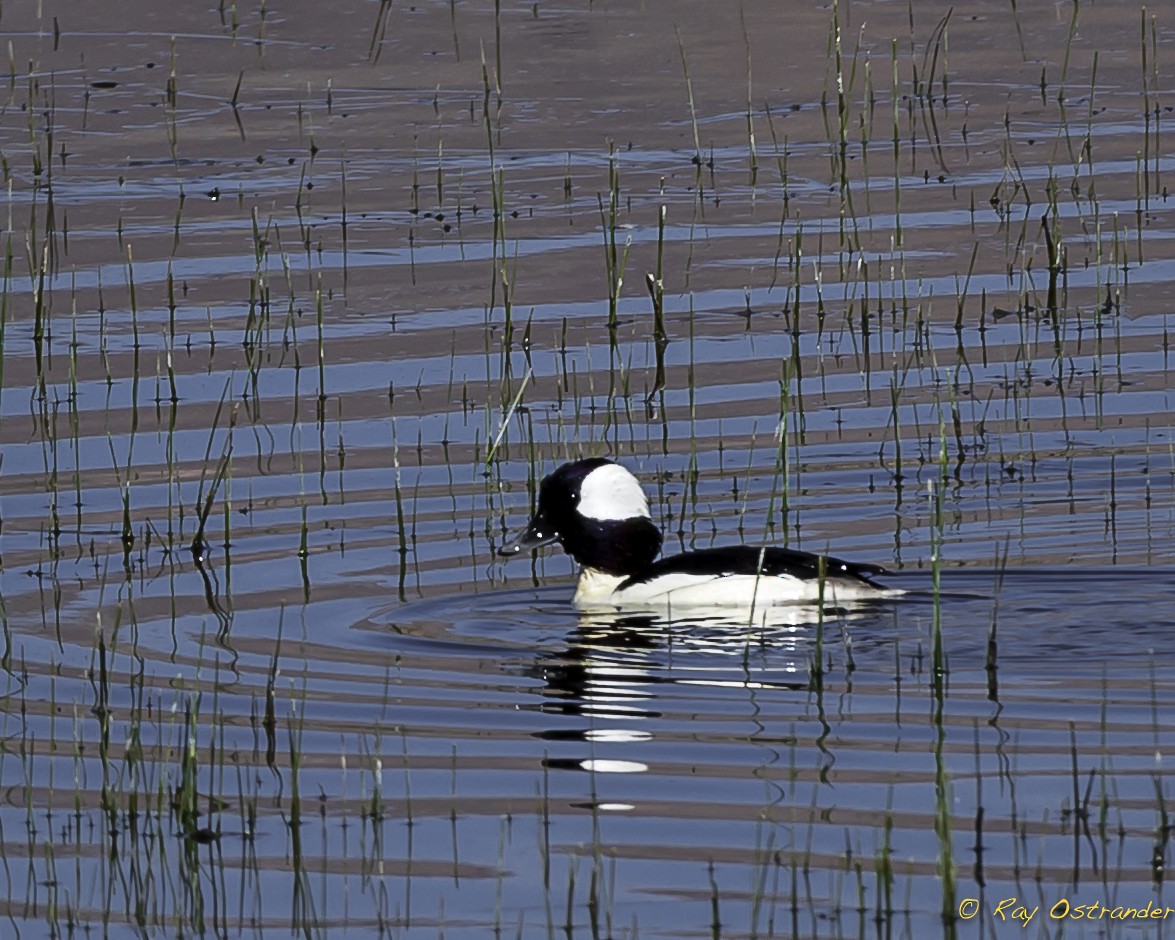 Bufflehead - ML324852951