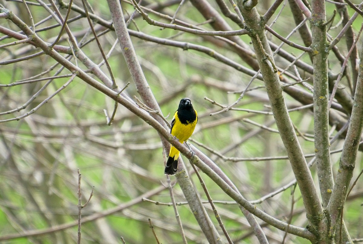 Scott's Oriole - ML324853561
