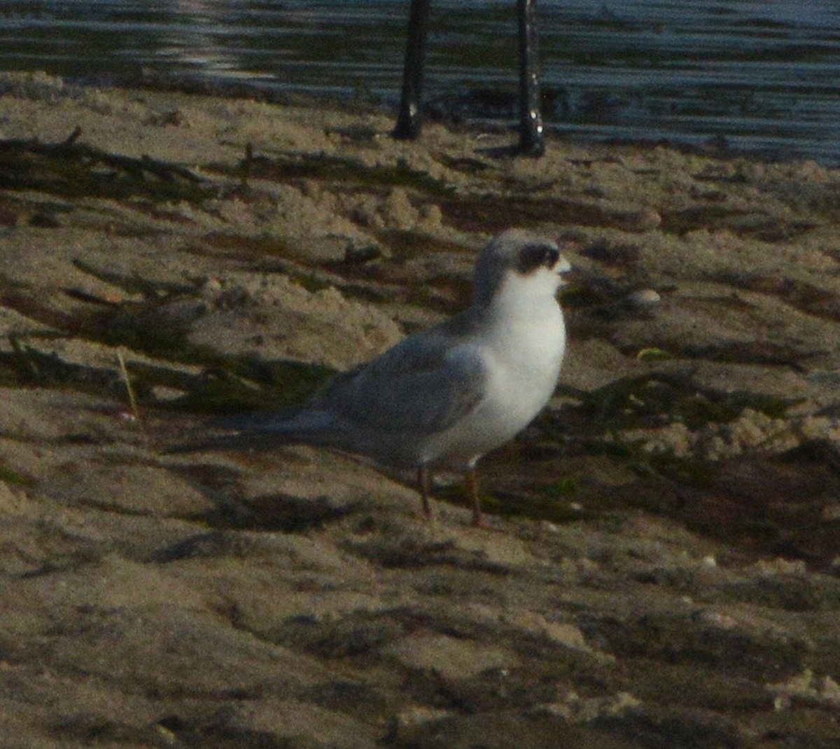 Forster's Tern - ML32485561