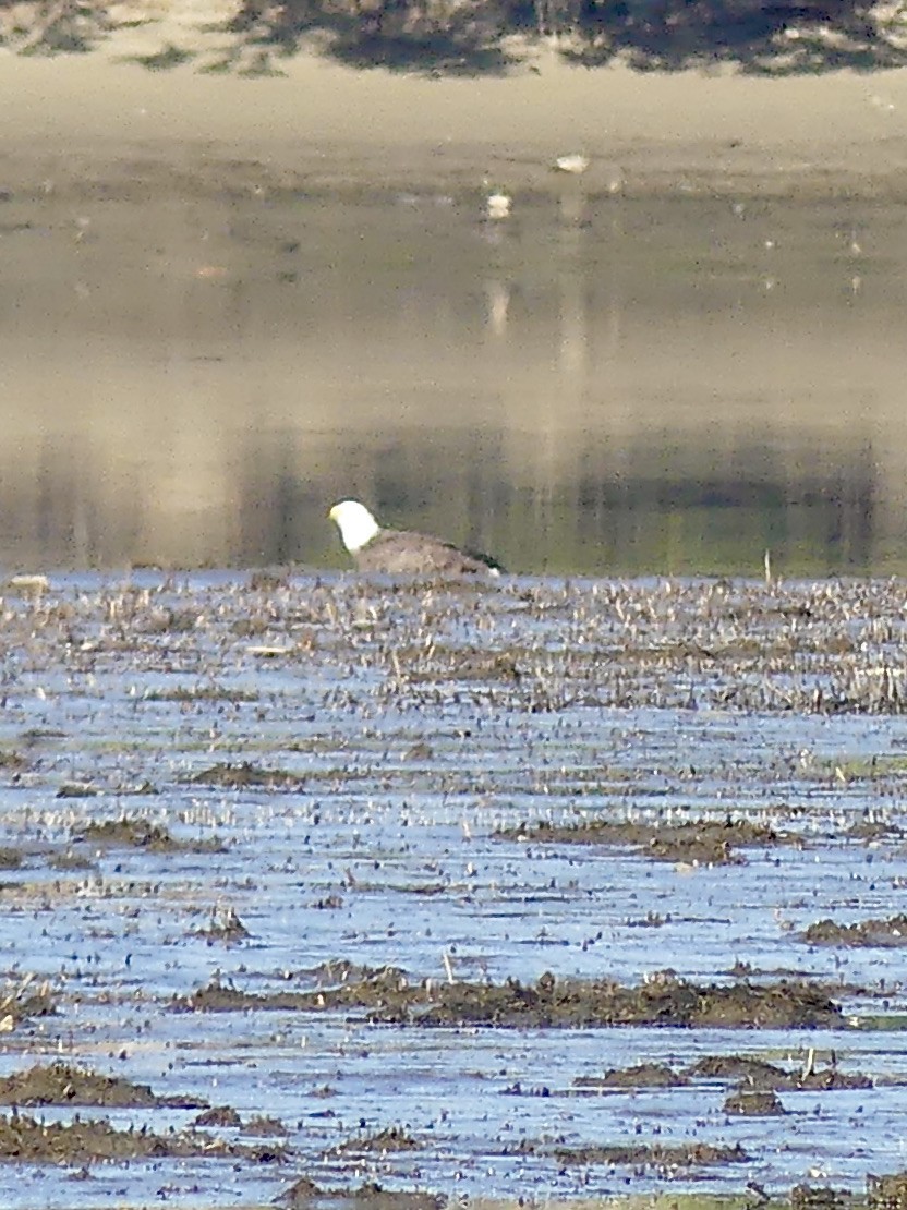 Bald Eagle - ML324856821