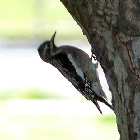 Yellow-bellied Sapsucker - ML32485771