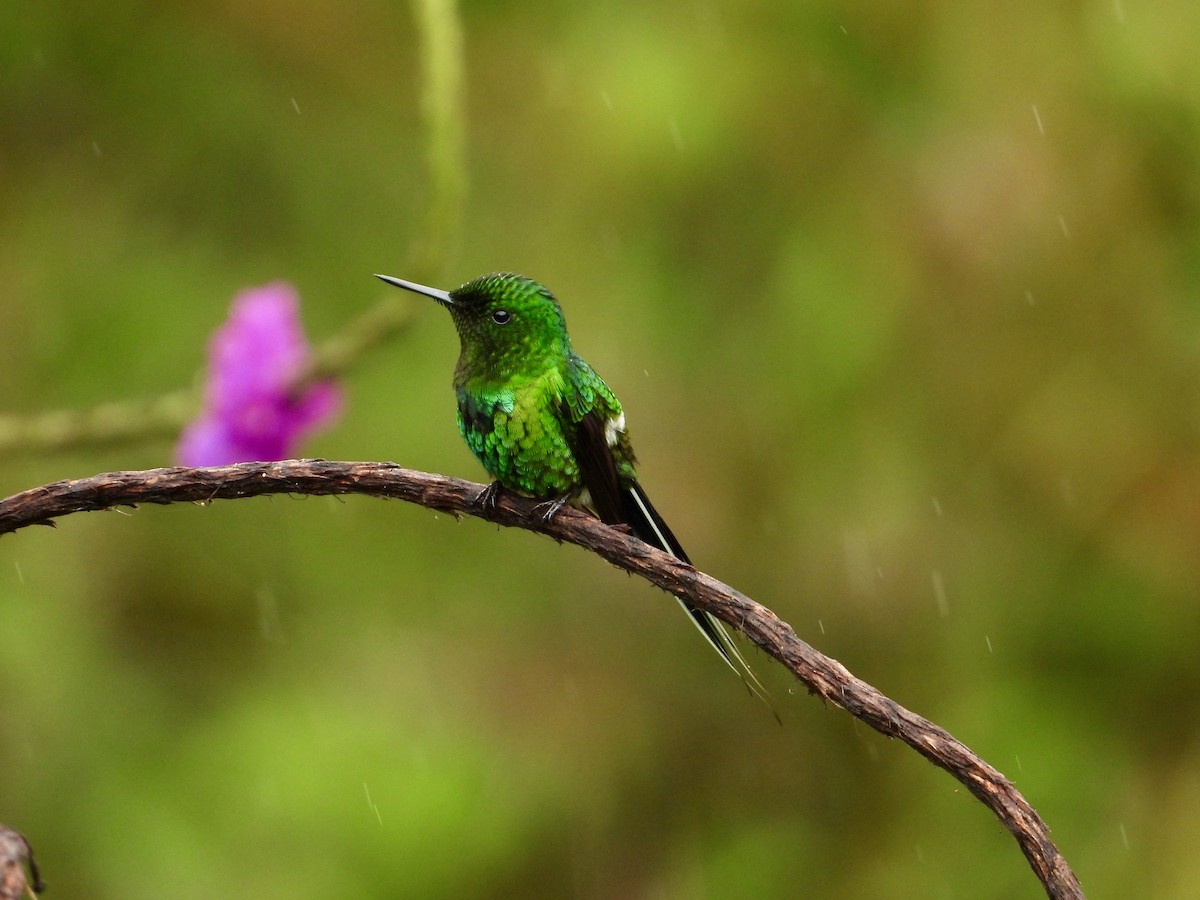 Rabudito Verde - ML324860531