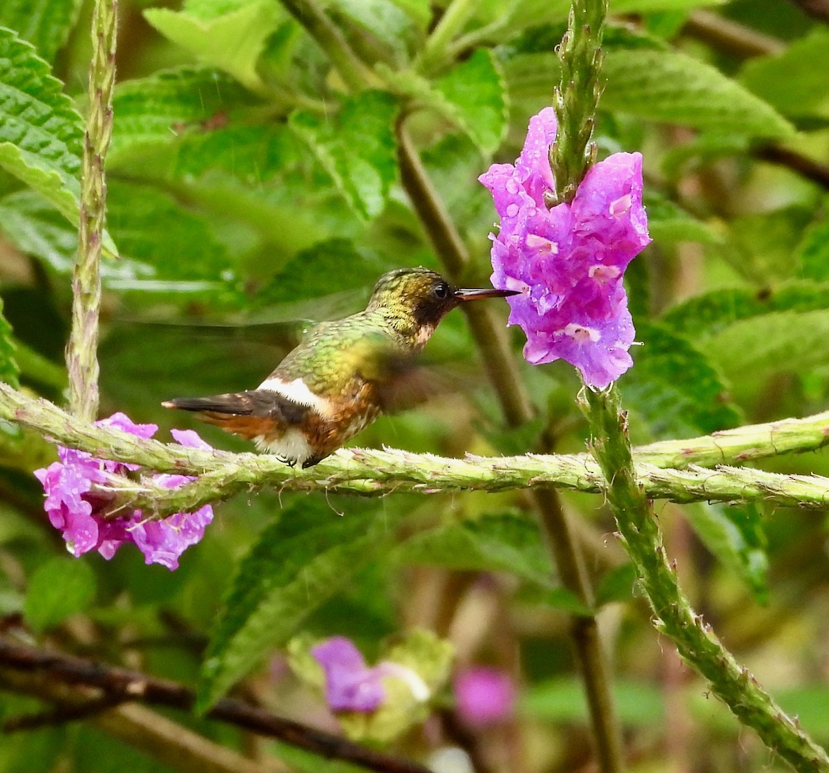 Black-crested Coquette - ML324860551