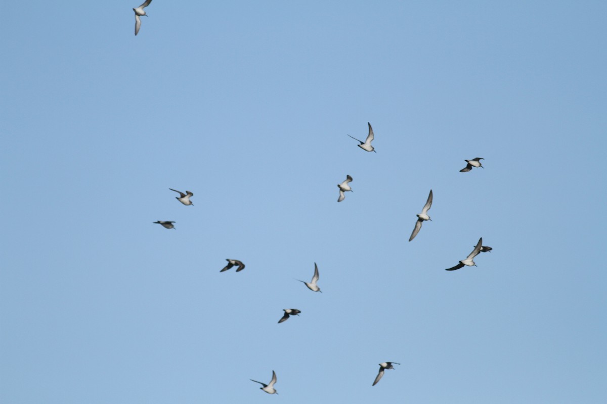 Western Sandpiper - ML324861481