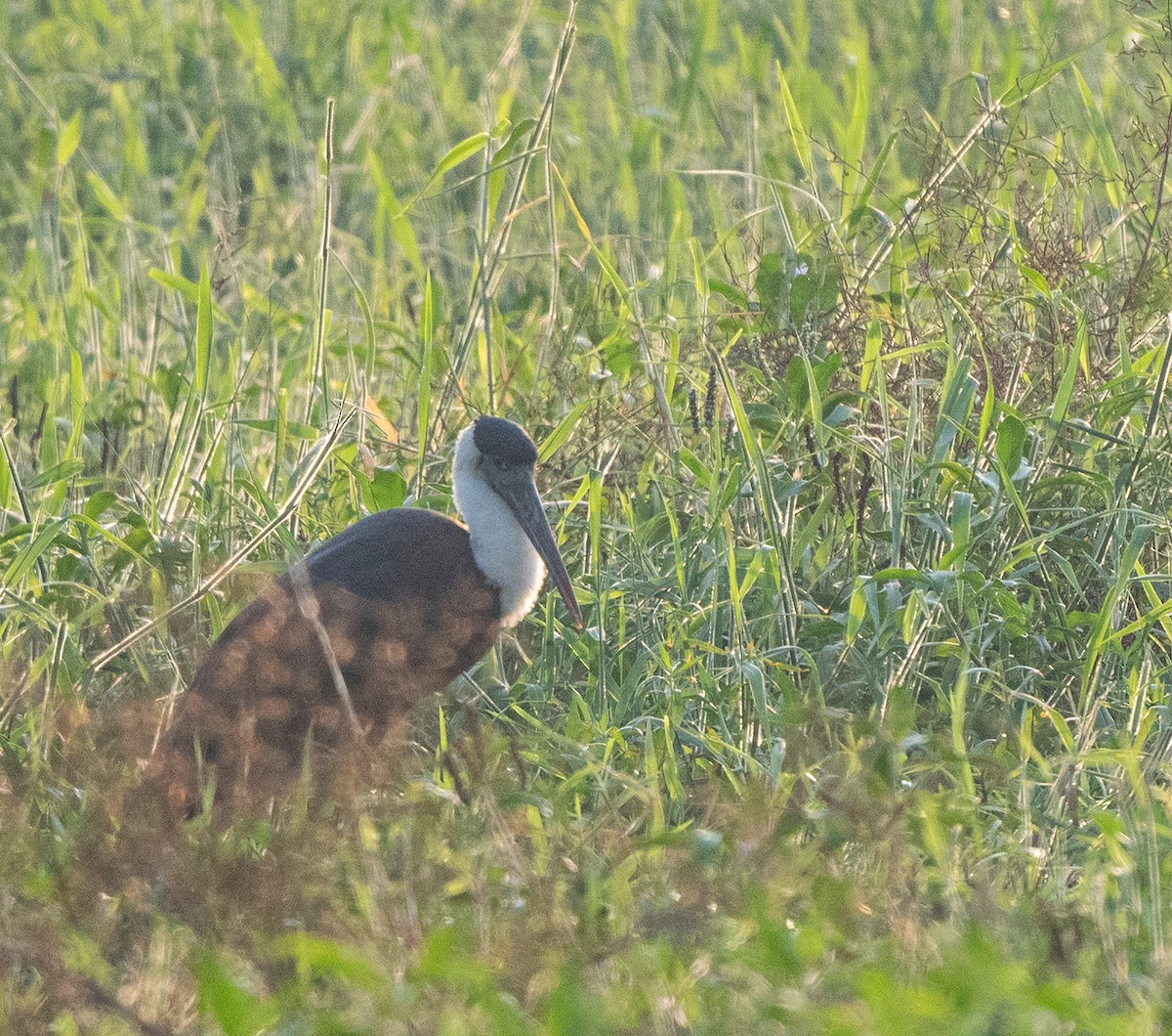 Asian Woolly-necked Stork - ML324861921