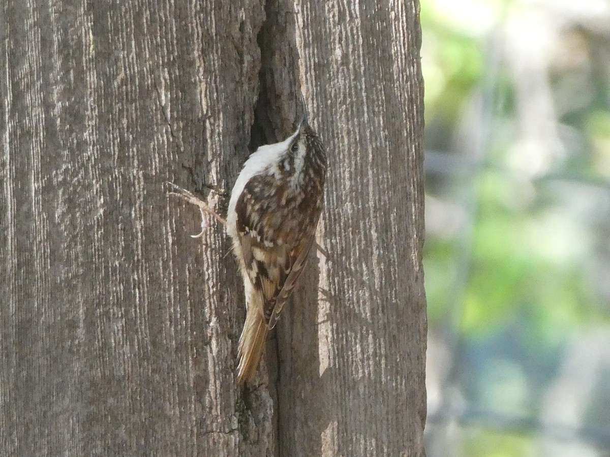 Brown Creeper - Robert Keiffer