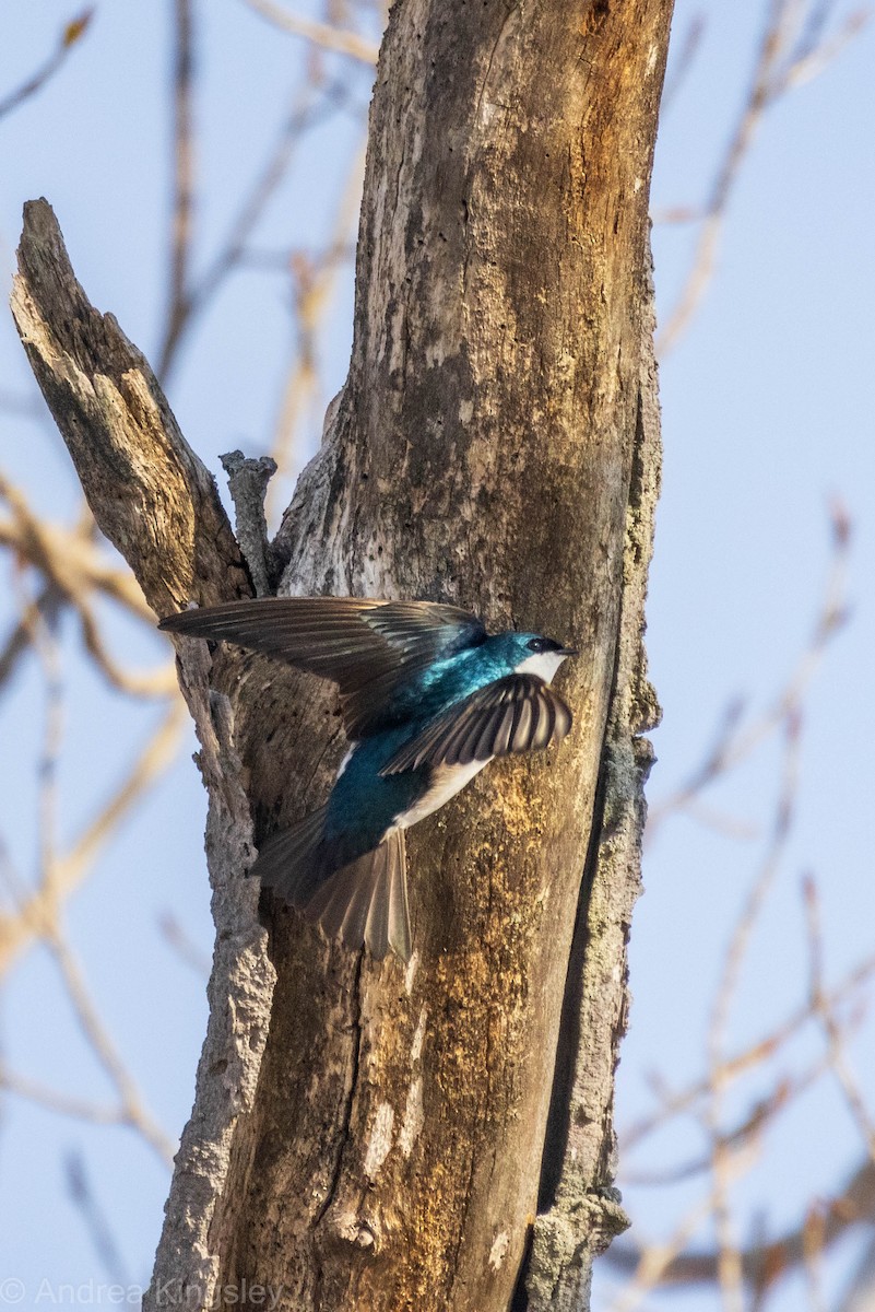 Tree Swallow - ML324867671