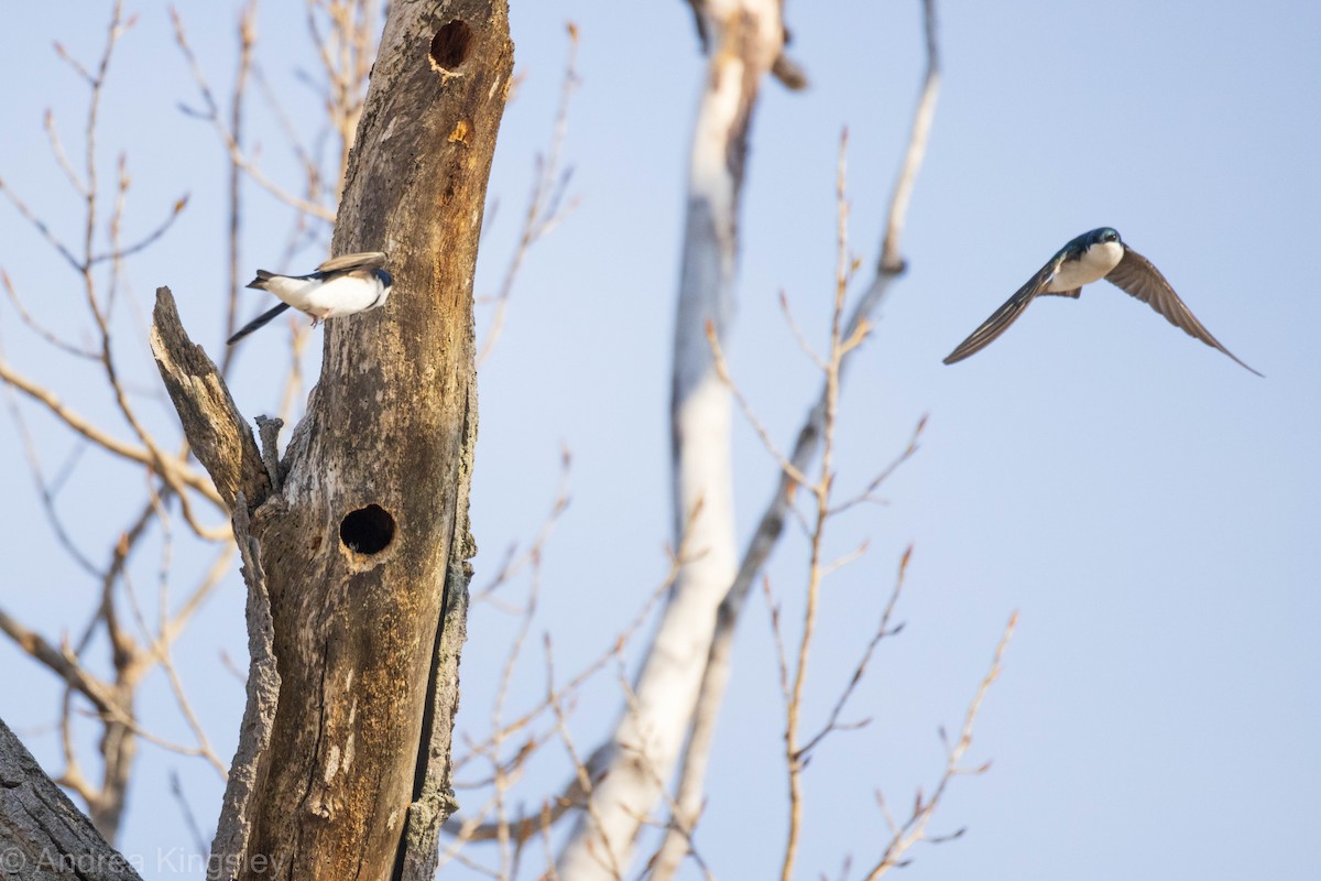 Tree Swallow - ML324867801