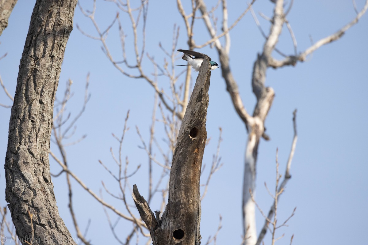 Tree Swallow - Andrea Kingsley