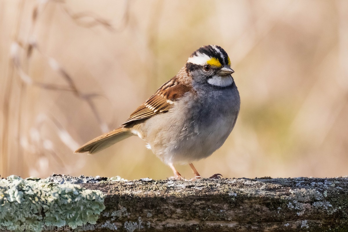 White-throated Sparrow - Andrea Kingsley