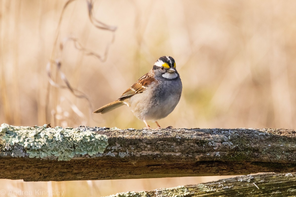 White-throated Sparrow - Andrea Kingsley