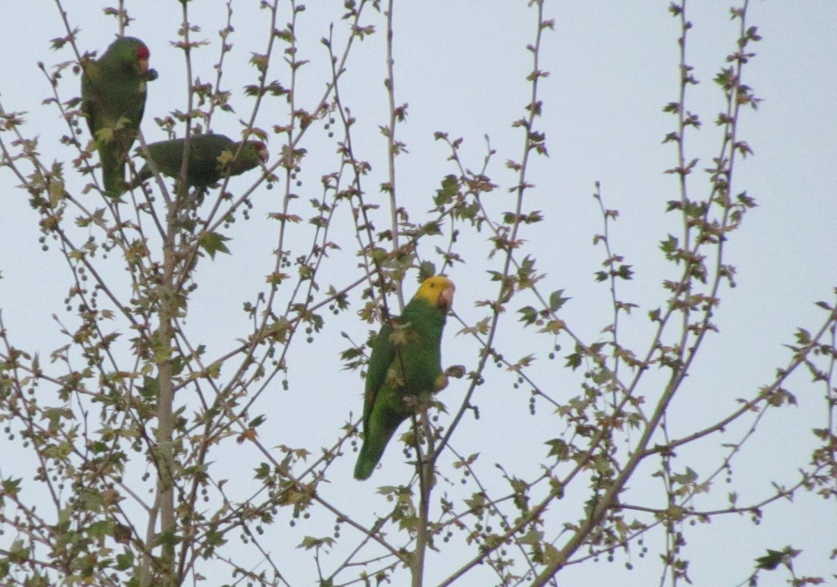 Yellow-headed Amazon - ML324868281