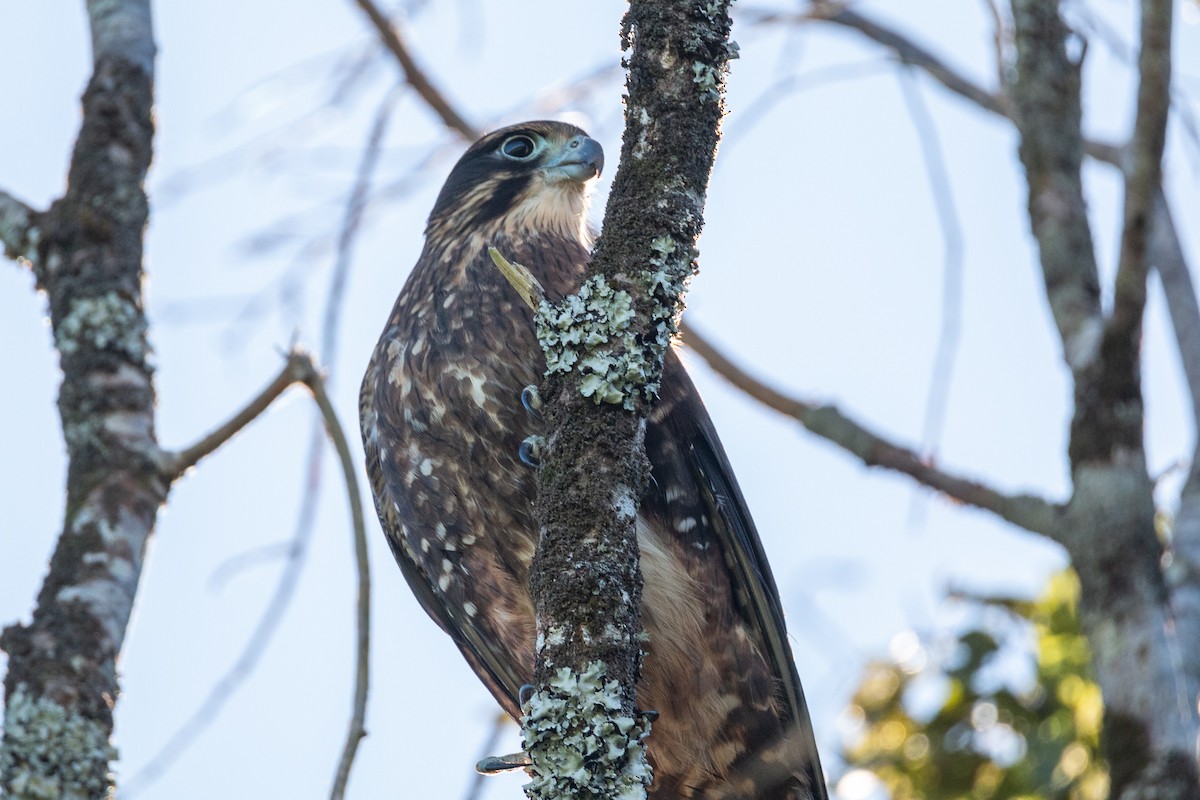 New Zealand Falcon - ML324868531