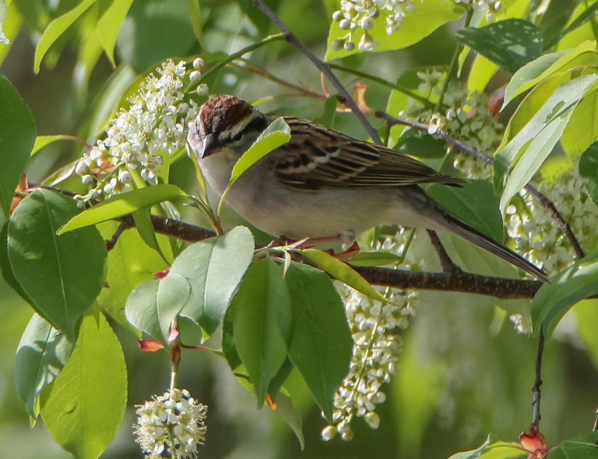 Chipping Sparrow - ML324868911