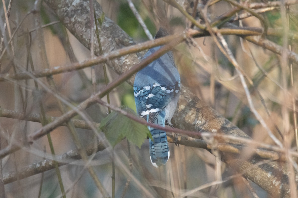 Blue Jay - ML324872001