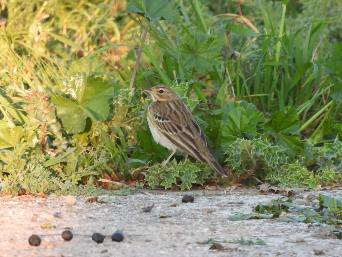 Tree Pipit - ML324872901