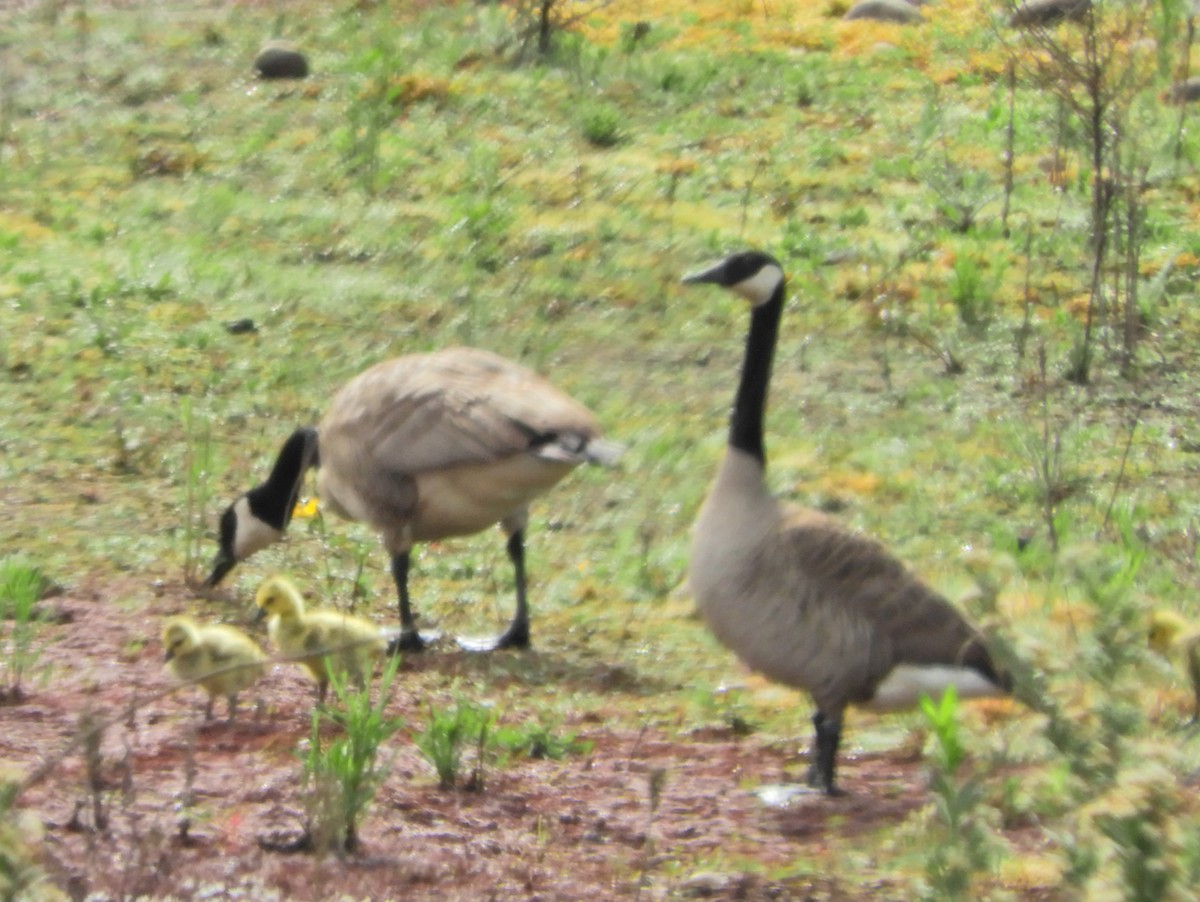 Canada Goose - ML324873821