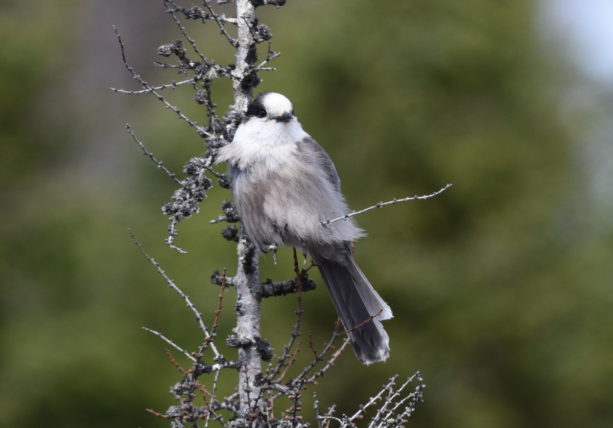 Canada Jay - ML324874881