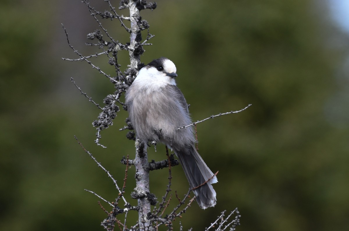 Canada Jay - ML324874901