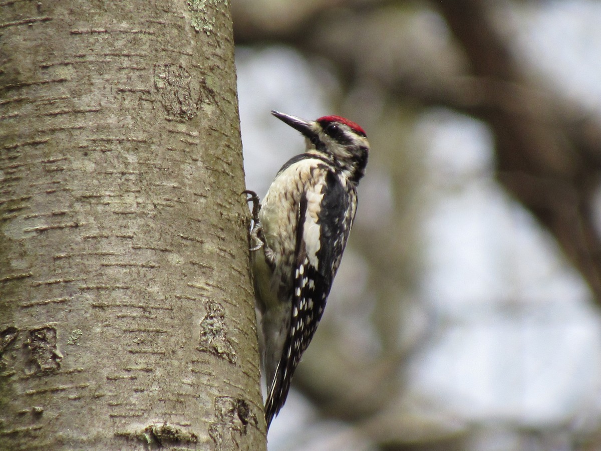 Gelbbauch-Saftlecker - ML324877481