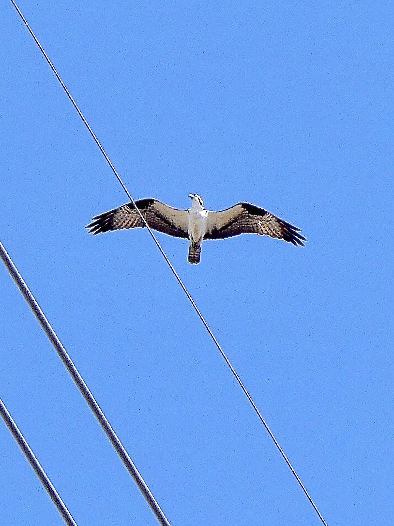 Águila Pescadora - ML324878181