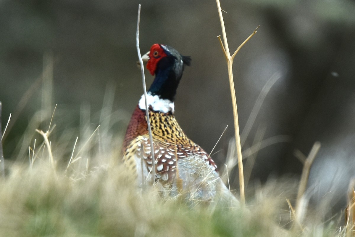 Зэрлэг гургуул - ML324878401