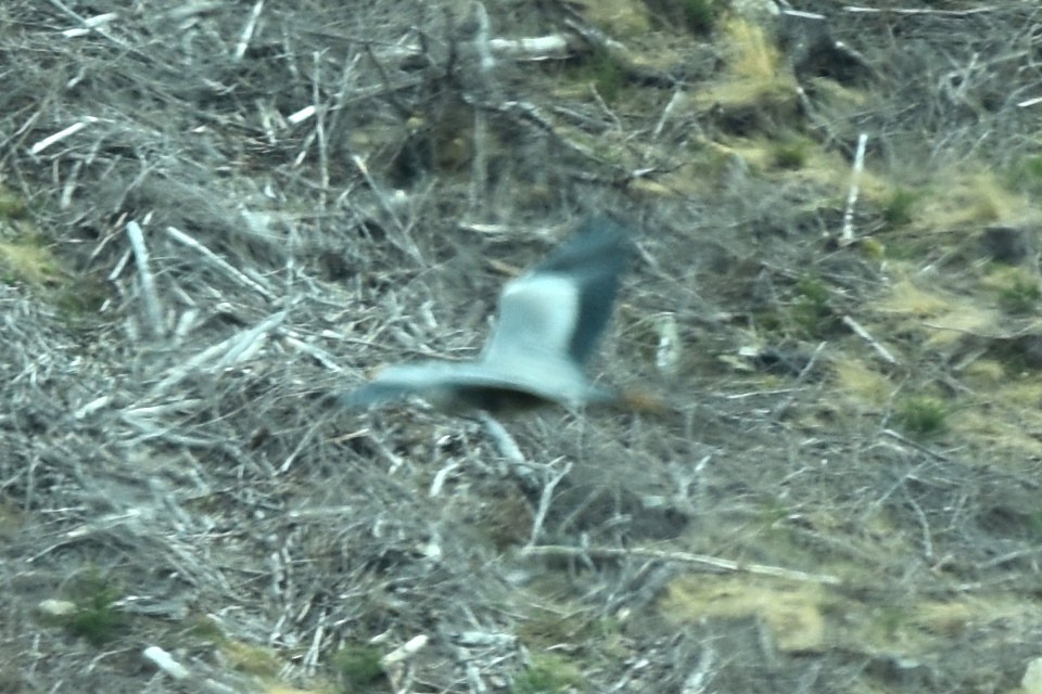 Хөх дэглий - ML324878411