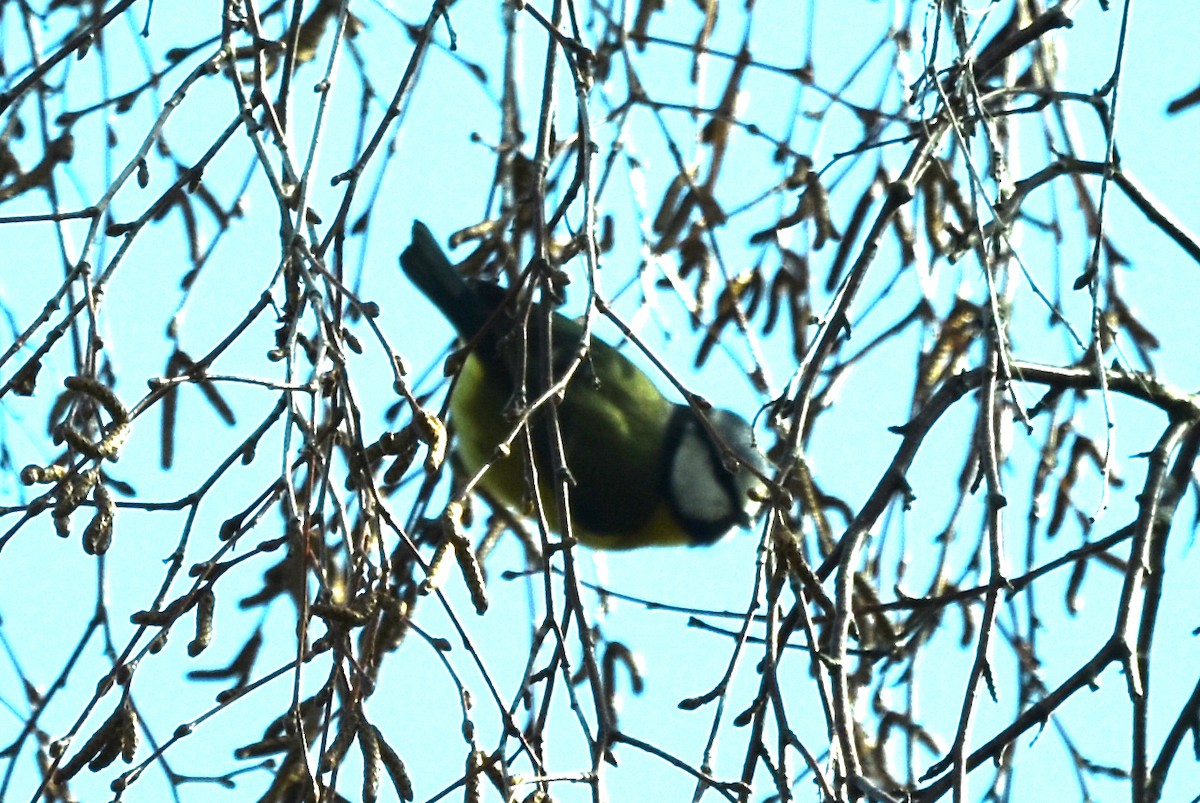 Өрнийн хөх бух - ML324878471