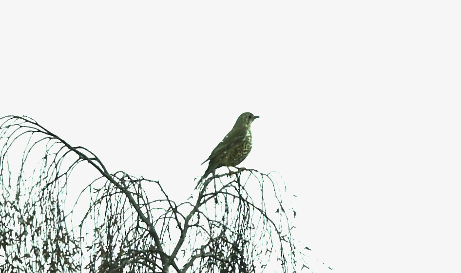 Бужмаг хөөндэй - ML324878481