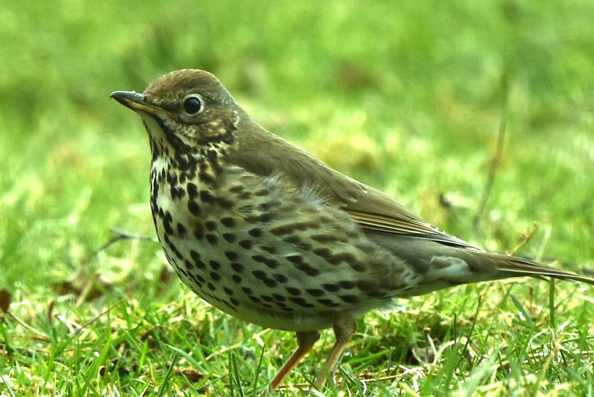 Дууч хөөндэй - ML324878501