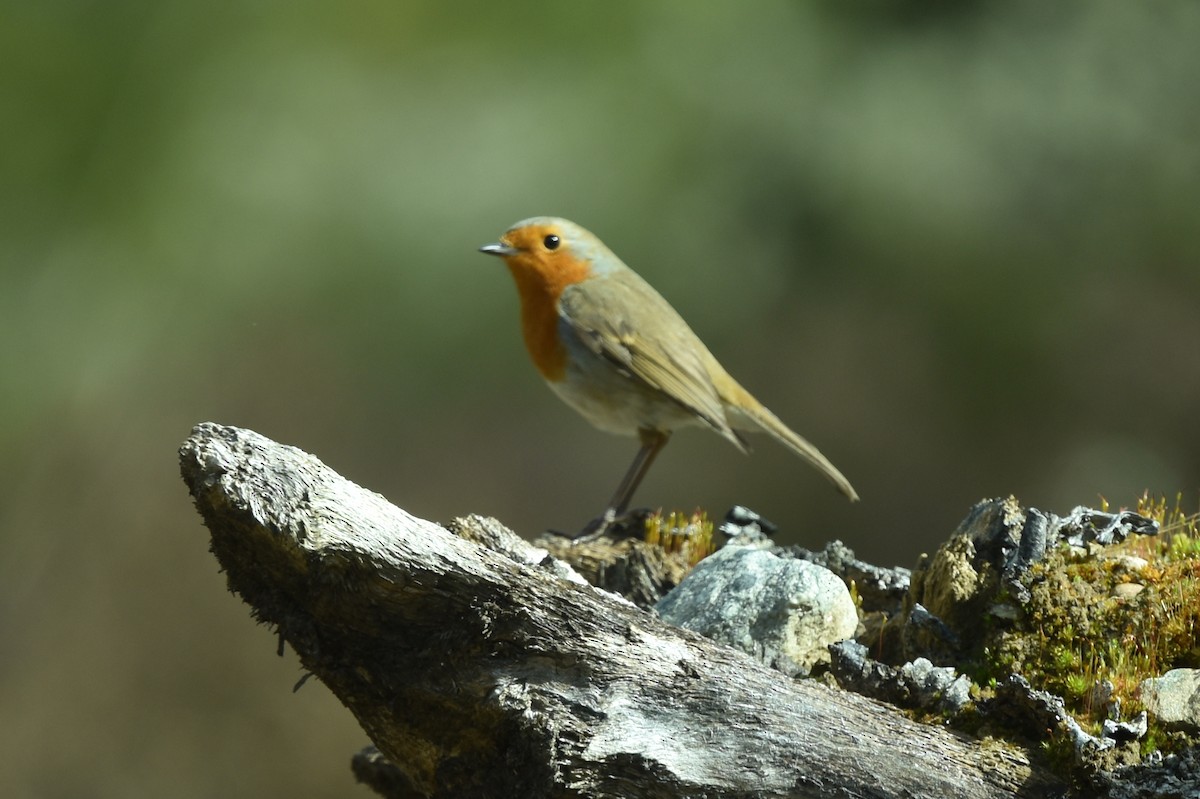 Өрнийн зээрд омруут - ML324878571