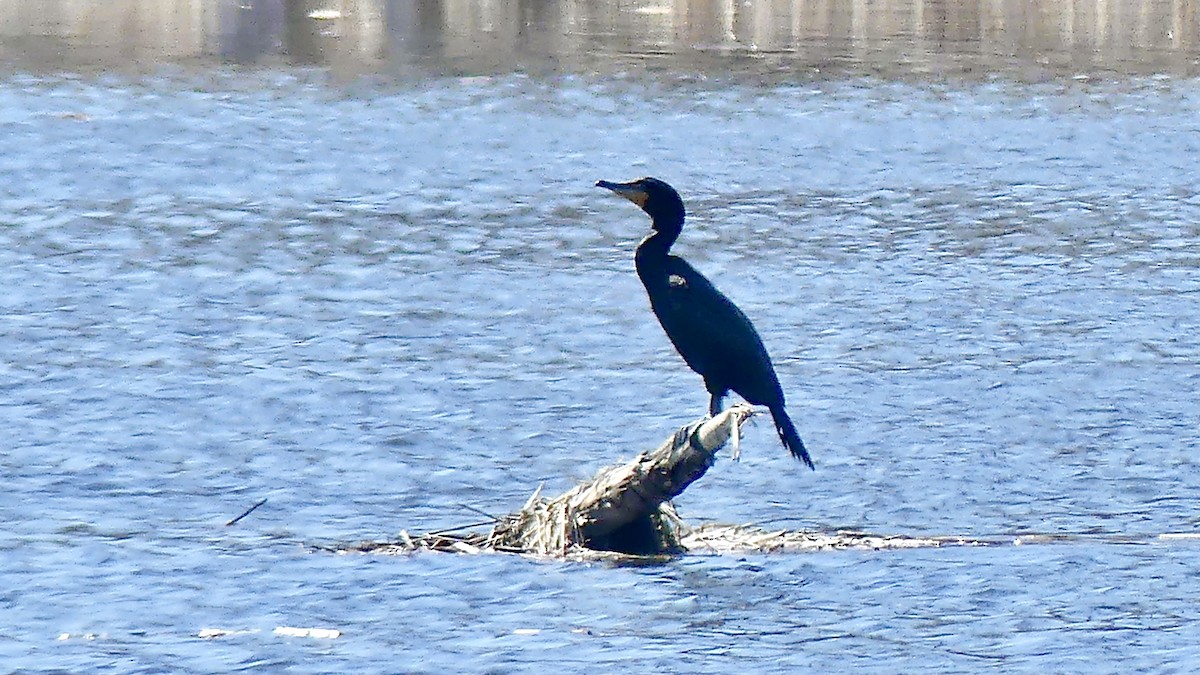 Double-crested Cormorant - Laura Blutstein