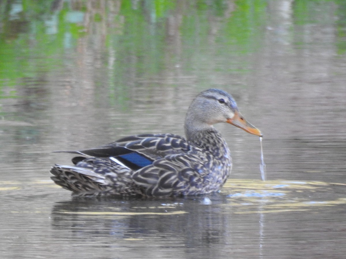 Mexican Duck - Bill Ypsilantis