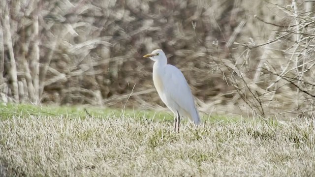 Western Cattle-Egret - ML324882271