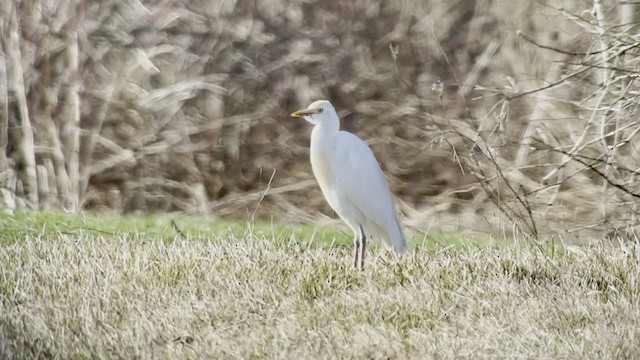 Western Cattle Egret - ML324882271